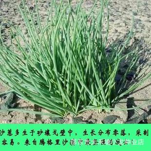 ��ɳ�[��ɳ�[Ұ��ɳ�[�N���ɹź��[�N���߲˷N���ͺ��ļ����N�N��