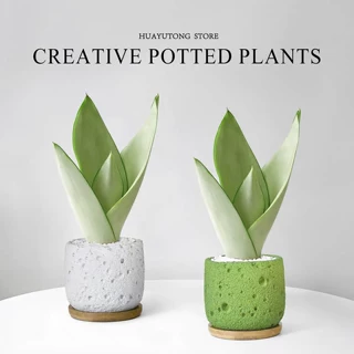 白玉虎皮兰室内办公室工位桌面绿植好养虎尾兰小盆栽植物净化空气