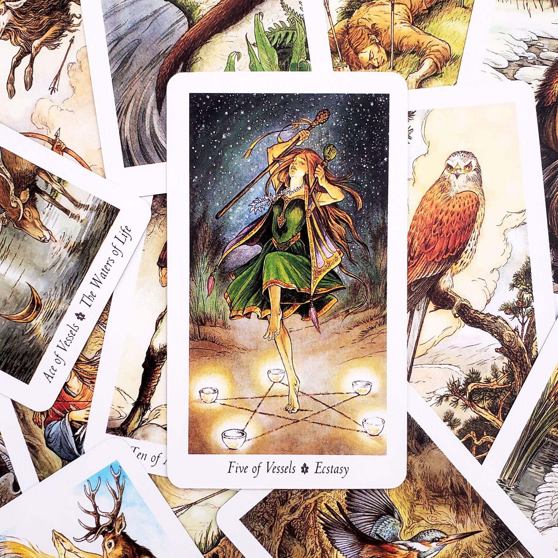 Carte da gioco tarot foresta naturale selvaggia per feste_voghion.com