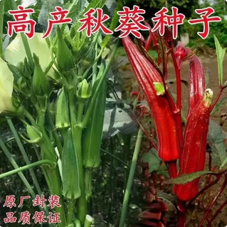 养生黄秋葵种子保健红秋葵种子蔬菜种子农家田园阳台盆栽四季播种