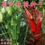 盆栽养生四季播种种子