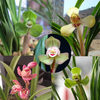 Orchid orchid Potted orchid seedlings Chunlan Song Mei Million words Irene