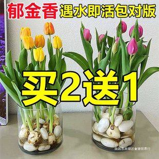 �ﻨ�����ԾGֲ�҃��B��������÷N���r��ˮ��N�Ӵ�ˮ�ɻ��L����