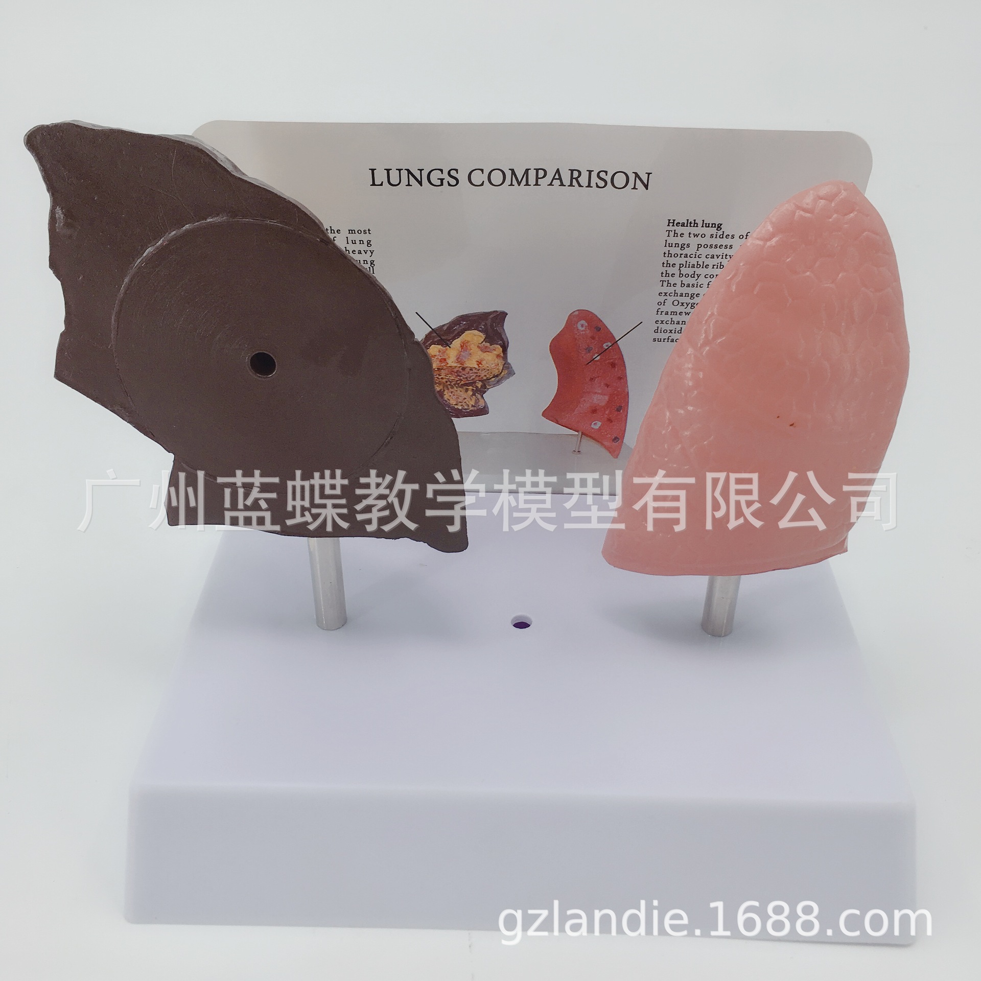 �������ཡ�����벡̬�αȽ�ģ�� �����ν���ģ�� �����ζԱ�ģ��