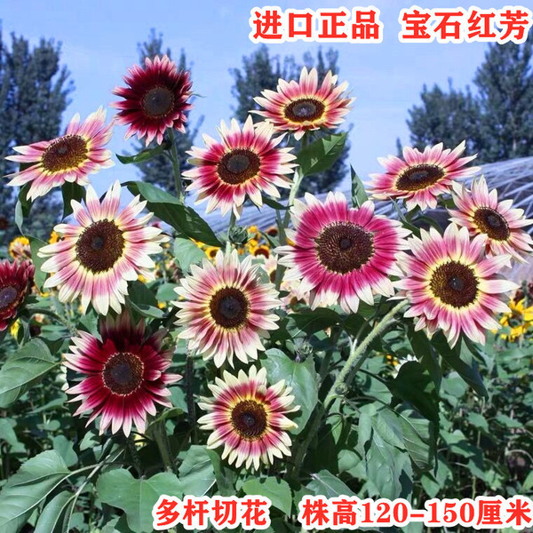 Sunflower Seeds to see edible flowers and flowers