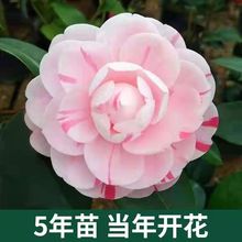 ����軨���Ԏ����������^���ļ������҃����̨ͥԺ����ɽ�軨��