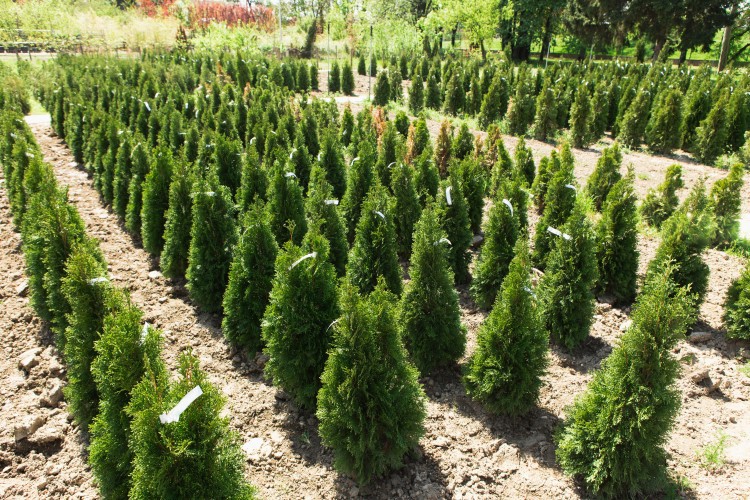 Platycladus arborvitae/Platycladus arborvitae는 1.2m 이상이므로 좋은 나무가 토양에서 나오도록 보장합니다.