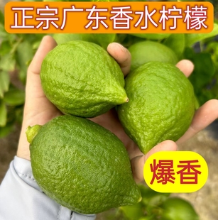 Ƥ����֭��ϣ��̩�N�o��������Ƥ������֭�̲�ꌣ�ð��]