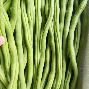 5�����r�߲˶��ǟo��ļ�����С�𶹖|���ܶ����Fժ�F�l