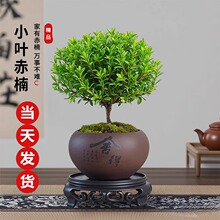 С�~����辰��ʽ�U��ֲ���z�ľ�����k���҃������Ϙ��������l