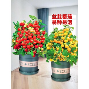 �ٲ�С���ѷN��ǧ���������t�������}Ů���ļ������r���߲˷N��