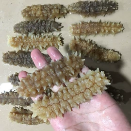 其他水产加工;海参;鱼胶/花胶