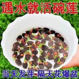 ��ɏ�N�߲������ɫˮ�໨��ˮ�B�ļ�ɏ���ɻ���ɏź�Gֲˮ��ɏ��