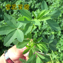 �ϻ���ޣ�ݷN�Ѷ������ļ������ݷN���Bֳι�B��ţ�u���Z�~�ݷN��