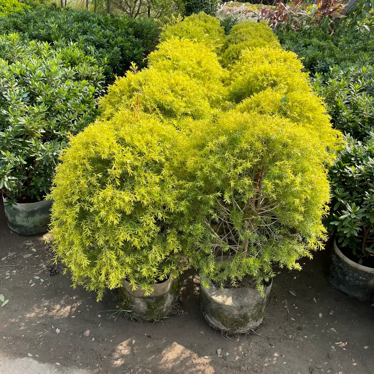 黄金香柳批发 黄金宝树红千层金基地价格灌木绿化植物工程批发