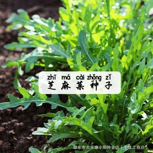 Light food salad arugula|the first choice for low-calorie light fasting during the grain rain solar term
