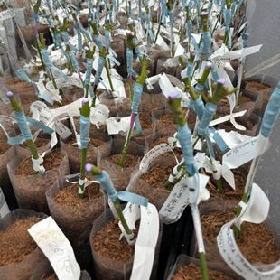 stretch tie tape seedling tie branch stretch long band