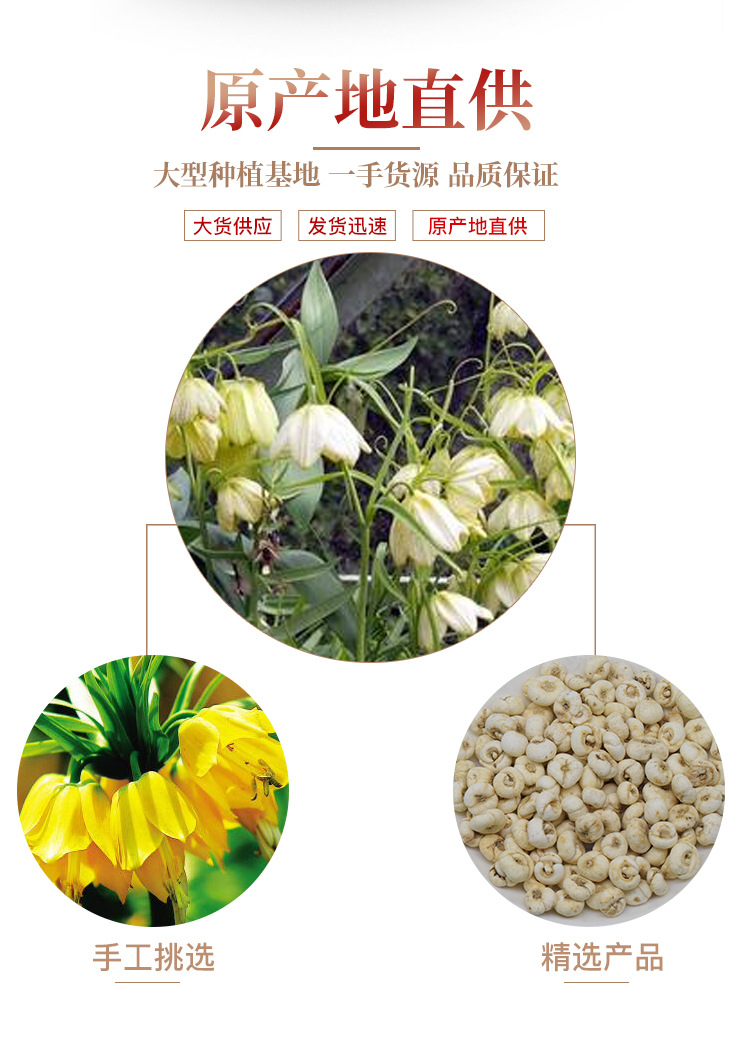 Fritillaria Bulb Chuan Bei Mu Dried Chinese Herbal Bulbs for Decoction and Traditional Use 500g quality and texture