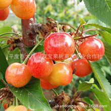 黄蜜大樱桃苗 山东基地批发北方南方种植新品种车厘子树苗价格低