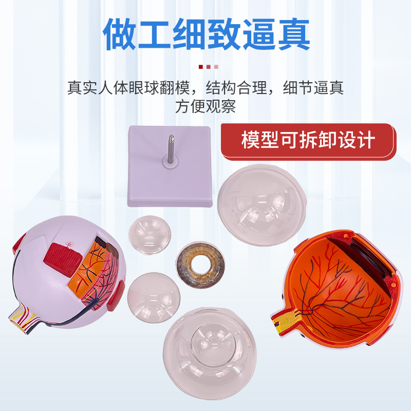 �����ѧ������ʽṹģ�Ϳɲ�ж��ͯ�����۾�ҽѧ�۲�ģ�� 6��