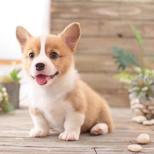 Продажа бутика Corgi Dog Living Puppies Purebred Three -Way Big Wimblet Двух -двух -колора