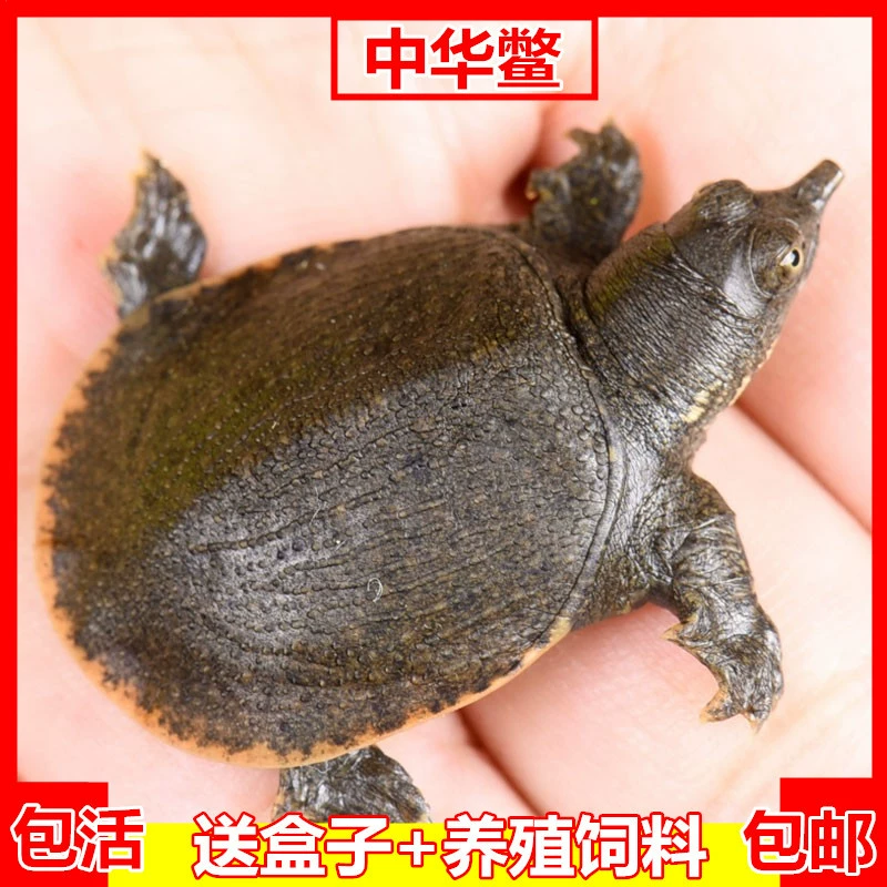 Waitang с мягким панцирем жарить черепаху небольшой с мягким панцирем жарить водную рыбу живое существо жарить черепаху Китайская черепаха с мягким панцирем экологическая культура группа Жарить мешок жить