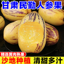 人参果甘肃民勤沙漠人参果新鲜水果树上熟产地直发多规格