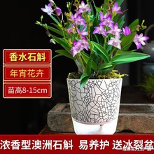 七彩香水石斛兰花苗盆栽 带花苞出售送盆水培绿植 室内外好养花卉
