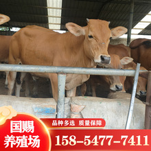 肉牛苗出售改良肉牛价格 哪有卖鲁西黄牛小牛犊