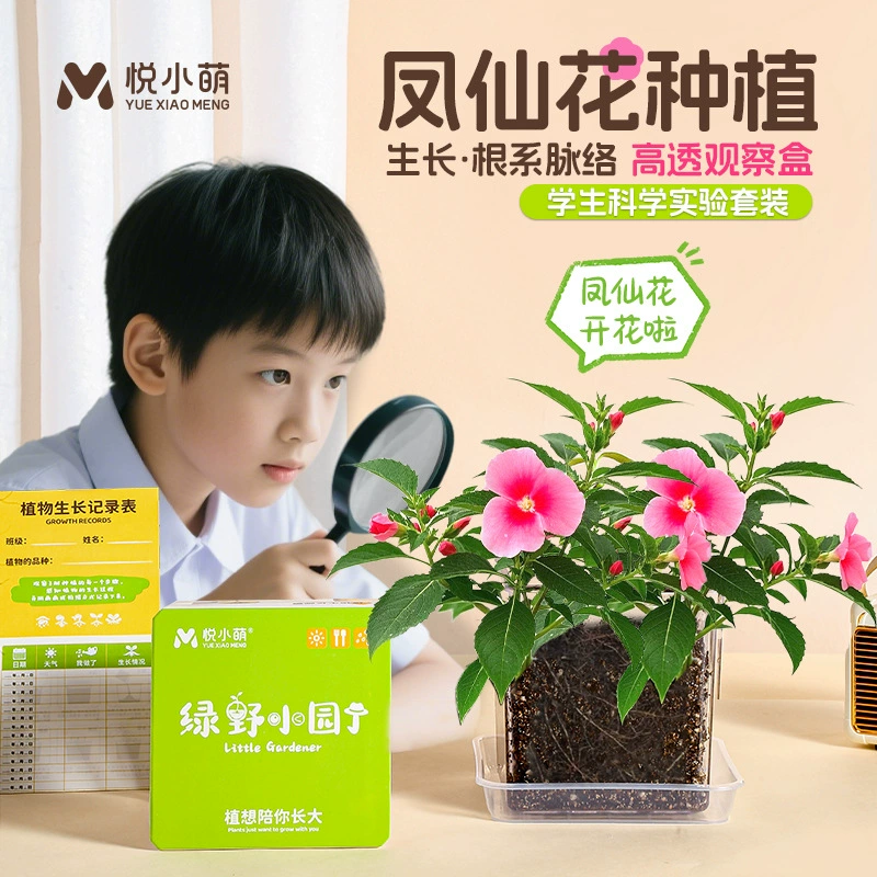 Семена импациентов для посадки в небольших горшках для учащихся четвертого класса, набор для научных экспериментов, детская коробка для наблюдения за ростом растений