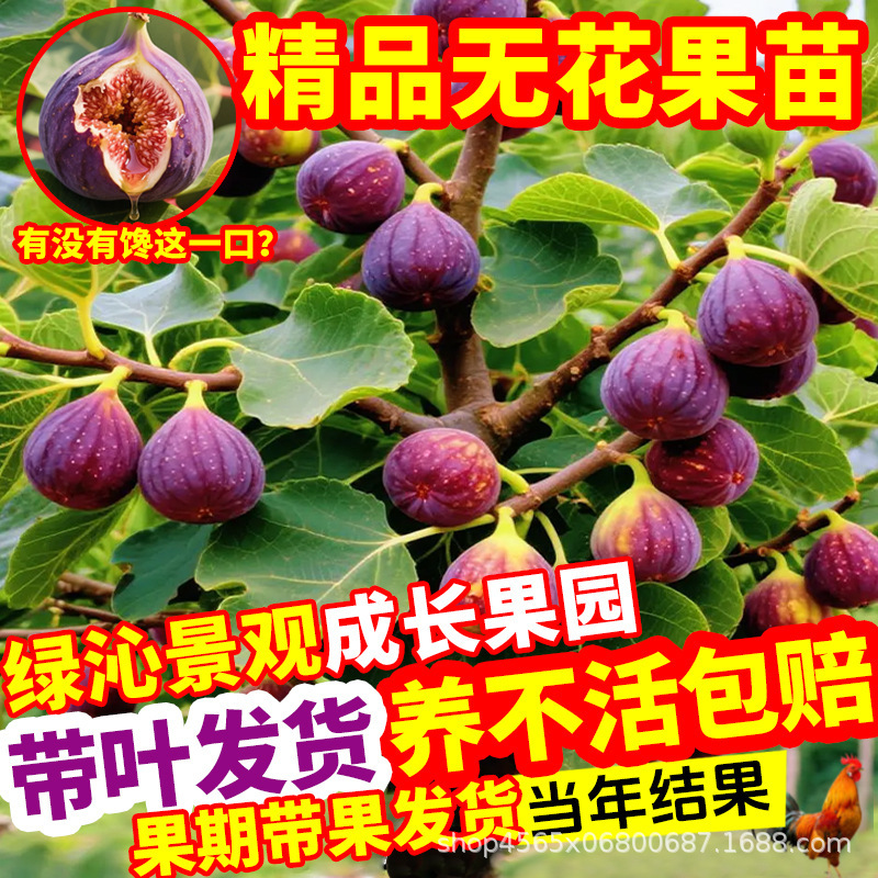 Fig Tree Seedlings in Original Pots and Soil, Extra-Large Fruit, Dwarf Potted Variety,'Bogie Red', Suitable for Planting on Southern and Northern Balconies, Bears Fruit in the Same Year Fig Tree Seedlings in Original Pots and Soil, Extra-Large Fruit, Dwarf Potted Variety,'Bogie Red', Suitable for Planting on Southern and Northern Balconies, Bears Fruit in the Same Year
