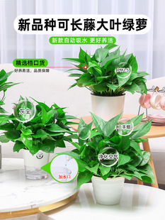 �G�}�����҃�ֲ�ﻨ�ܾGֲˮ���L�ٴ������~�G�j�·����Ã����՚�