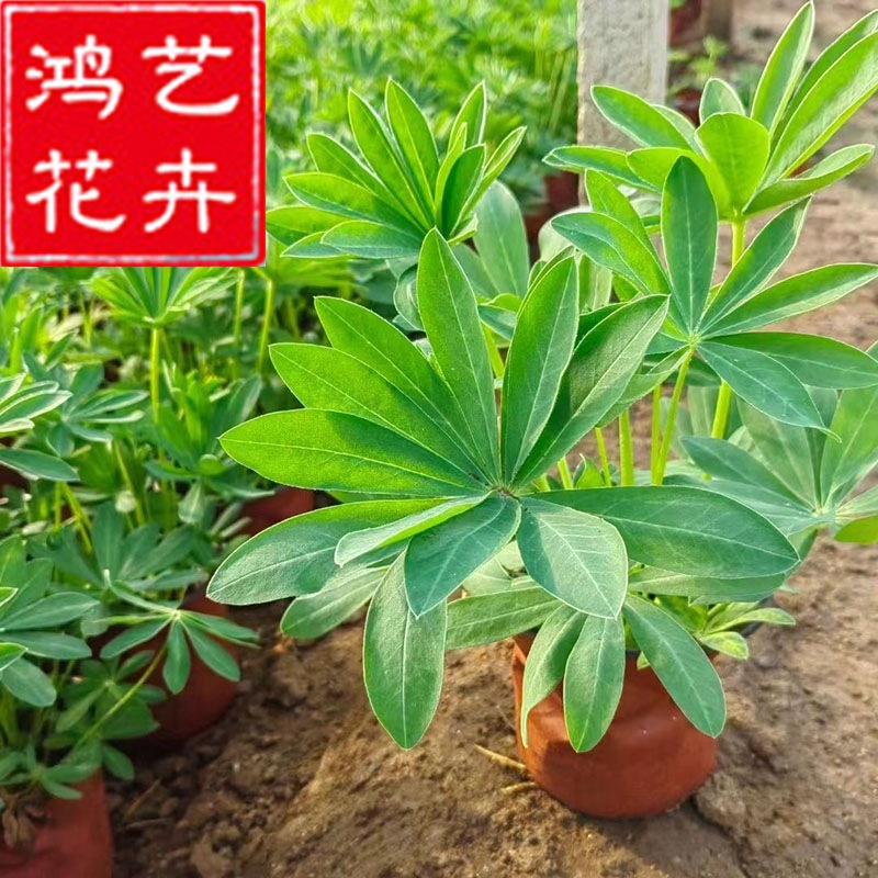 鲁冰花羽扇豆母亲花苗批发 宿根花卉草花苗花境绿化造型种植盆栽