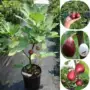 北方南方种植地栽树苗
