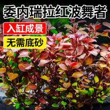 �t��ˮ��ֲ���~�׌����쾰������ˮ���B�~��������ˮ�|��ˮ��