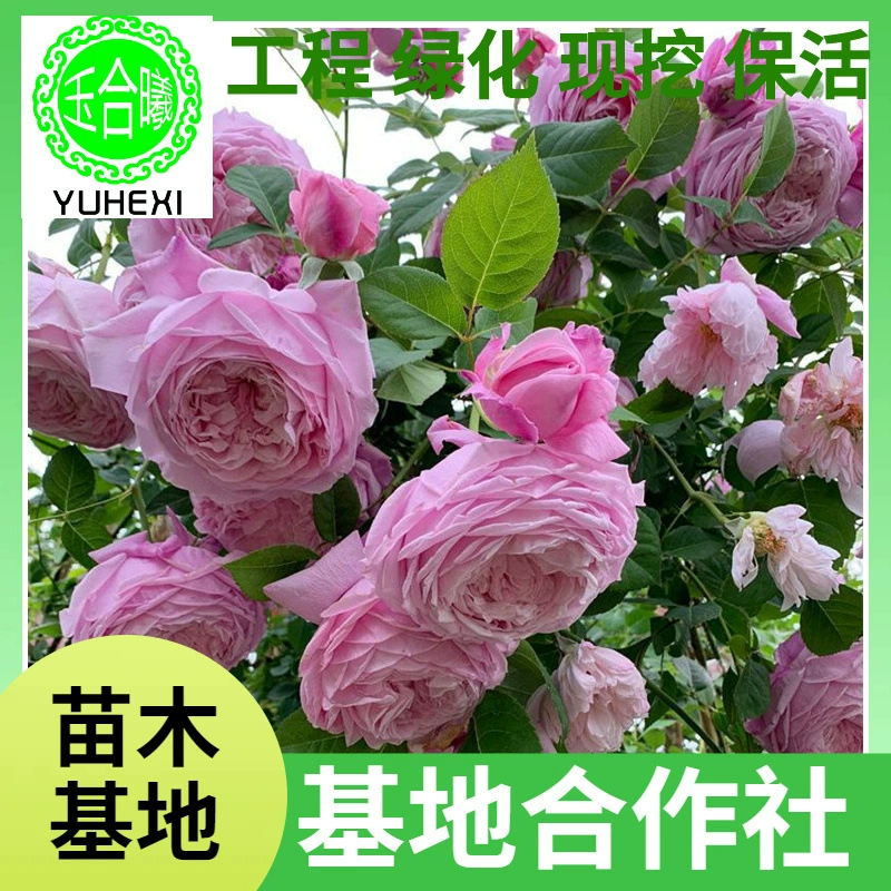 Саженцы виноградной розы, европейские розы в горшках, саженцы вьющихся роз, многовременные цветущие розы, версия для балкона и двора.