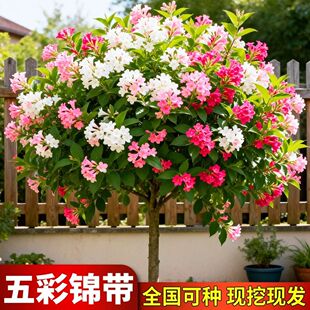 ����\��������ͥԺ�����ͺ��ͺ��L�����䪚�U�t�����\���G����