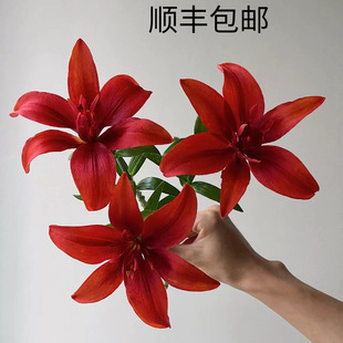 High-End Rare Ruby Lily Flowers, Unscented, Long Flowering Period, Suitable for Home Water Cultivation, Flower Arrangement, Yunnan Base Fresh Flowers