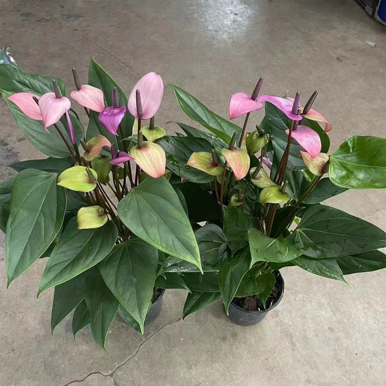 170 # Xiangfei Розовые пальмовые растения в горшках с бутоном Внутренняя и наружная гостиная Настольные растения в горшках Очищают воздух и поднимает зеленые растения Цветы