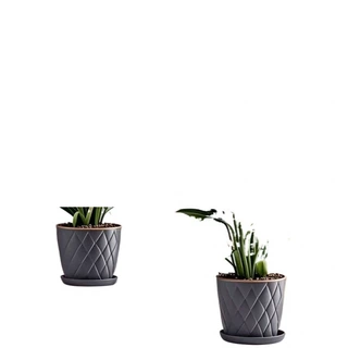 一帆风顺盆栽花卉粉掌植物水培红掌室内四季绿植开花鸿运好养净化