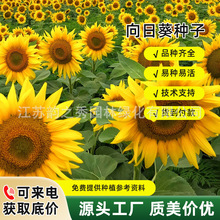 向日葵花种子花籽种播种开花易活室内外庭院花海瓜子花卉观赏植物