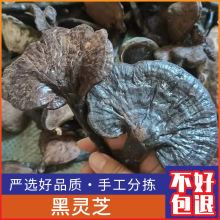广西纯野生黑灵芝干货整枝黑灵芝紫灵芝泡酒料纯天然正品灵芝250g