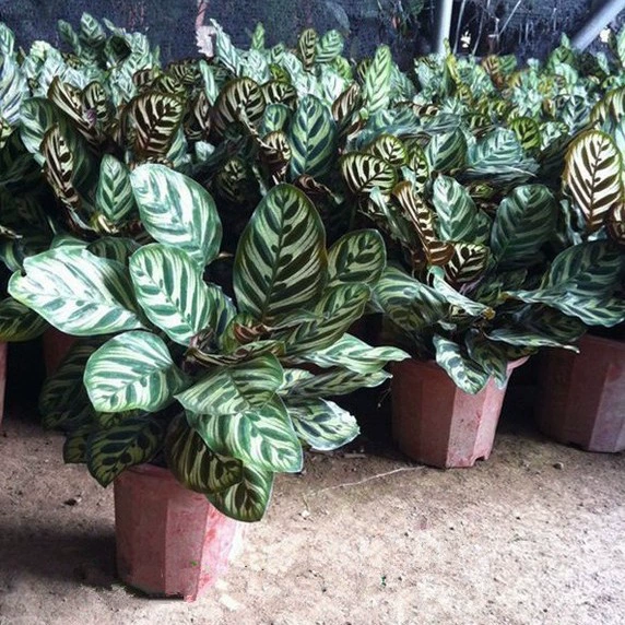 Комнатное зеленое растение в горшке Павлинья арроут кошачий глаз арроут растение в горшке все сезоны вечнозеленое зеленое растение чистого воздуха