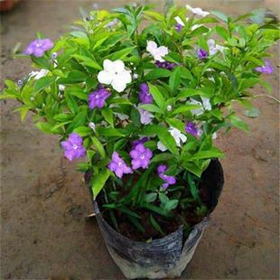 (������)�pɫ�����������ļ�������ζ�����҃Ȼ���ˮ�辰�x��