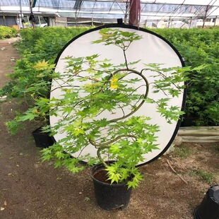 ������Ȫ������ �ձ��t�������X���S����Ȫ���ٲ������Ի���ֱ�l