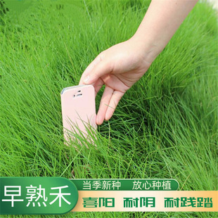 ����̲��Ѳ�ƺ�ݷN�������`̤�ͺ��ļ�����N��ͥԺ�e���G���N��