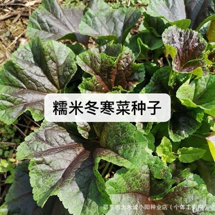 Ŵ�׶����˷N���{�˶����˻��c�˸��}�߲˷N���ļ��N