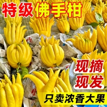 佛手柑鲜果新鲜佛手瓜切带枝室内摆件清供观赏闻香可食用花卉批发