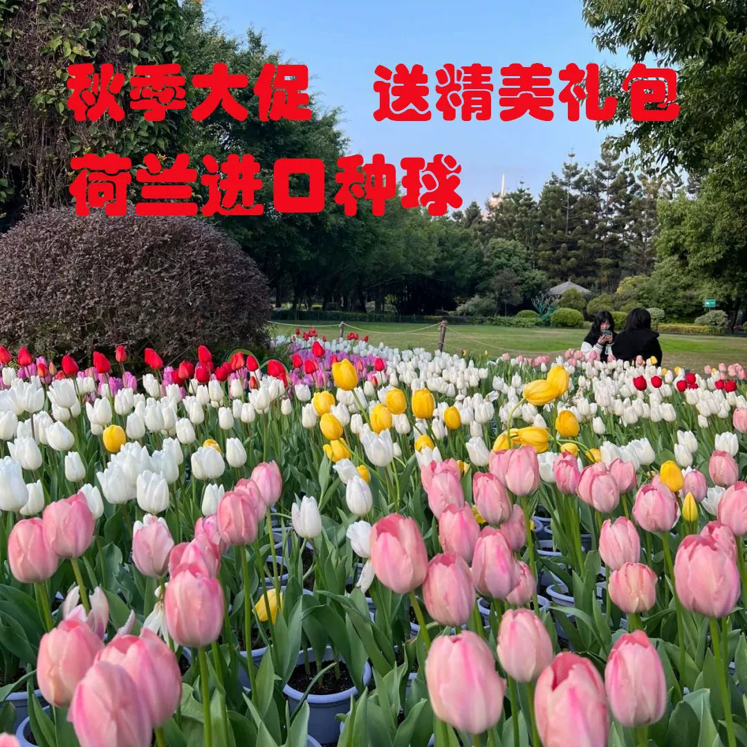 Голландия импортировала большой шарик тюльпан гидропонный двойной Four Seasons хорошая гостиная двор балкон Горшечное растение цветок Лилия