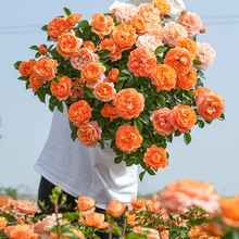 �¼���������С������õ���֭�̨�༾�_�����Ի���